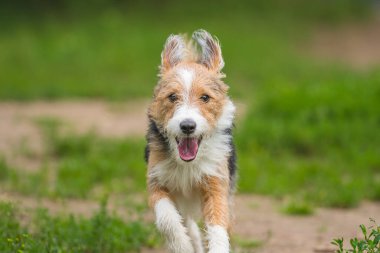 Sevimli, mutlu, pasaklı köpek yeşil çimlerin üzerinde koşuyor.