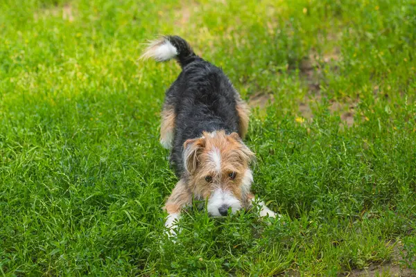 Sevimli, mutlu, meraklı, pasaklı köpek yeşil çimlerin üzerinde oynuyor.