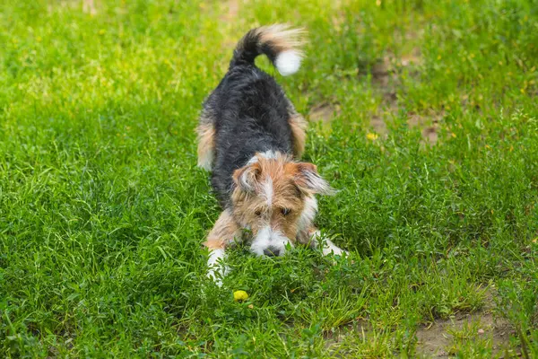 Sevimli, mutlu, meraklı, pasaklı köpek yeşil çimlerin üzerinde oynuyor.