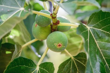 Yağmurdan sonra incir ağacında büyüyen yeşil incir ağaçlarının yakın çekimi, büyük, canlı yapraklarla çevrili.
