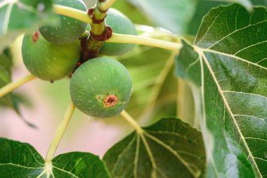 Yağmurdan sonra incir ağacında büyüyen yeşil incir ağaçlarının yakın çekimi, büyük, canlı yapraklarla çevrili.