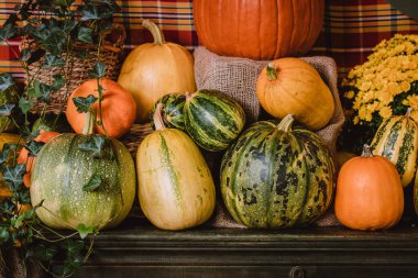 A colorful assortment of pumpkins and gourds in various shapes, sizes, and colors with chrysanthemum and hedera. The image captures the essence of autumn harvest with a rich variety of textures and natural tones