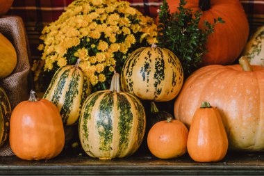 A colorful assortment of pumpkins and gourds in various shapes, sizes, and colors with yellow chrysanthemum. The image captures the essence of autumn harvest