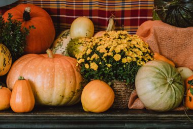 A colorful assortment of pumpkins and gourds in various shapes, sizes, and colors with yellow chrysanthemum. The image captures the essence of autumn harvest