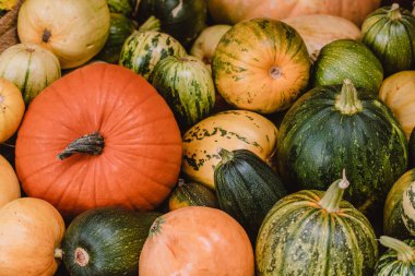 A colorful assortment of pumpkins and gourds in various shapes, sizes, and colors. The image captures the essence of autumn harvest