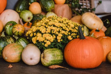 A colorful assortment of pumpkins and gourds in various shapes, sizes, and colors with yellow chrysanthemum. The image captures the essence of autumn harvest
