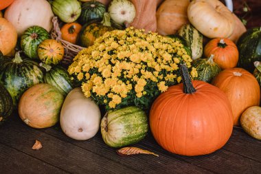 A colorful assortment of pumpkins and gourds in various shapes, sizes, and colors with yellow chrysanthemum. The image captures the essence of autumn harvest