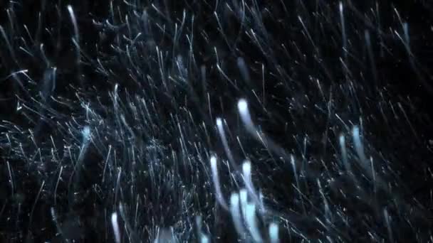 Silberschwarm Aus Aufsteigenden Glühenden Teilchenlichtschleiern Festlich Glänzende Luxusvitrine Weich Elegantes — Stockvideo