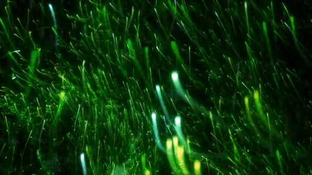 Enxame Verde Néon Partículas Brilhantes Ascensão Faixas Luz Mostra Produto — Vídeo de Stock