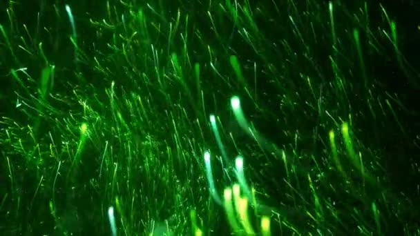 Sciame Verde Neon Nascenti Strisce Luminose Particelle Luminose Vetrina Lusso — Video Stock