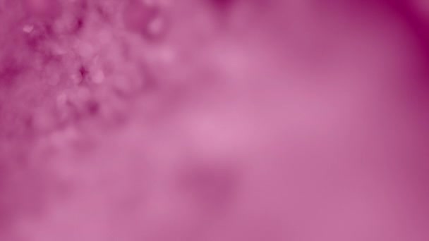 Magenta Rose Abstrait Superposition Effet Fond Boucle Bokeh Rose Modèle — Video