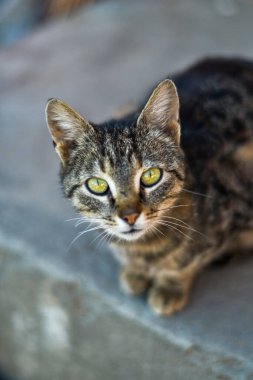 Kedi, yumuşak kürkü, kısa burnu ve geri çekilebilir pençeleri olan evcil etobur bir memelidir. Evcil hayvan olarak ya da fare yakalamak için kullanılır ve birçok cins vardır.