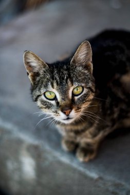 Kedi, yumuşak kürkü, kısa burnu ve geri çekilebilir pençeleri olan evcil etobur bir memelidir. Evcil hayvan olarak ya da fare yakalamak için kullanılır ve birçok cins vardır.