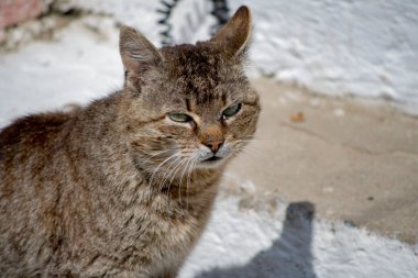 Kedi, yumuşak kürkü, kısa burnu ve geri çekilebilir pençeleri olan evcil etobur bir memelidir. Evcil hayvan olarak ya da fare yakalamak için kullanılır ve birçok cins vardır.