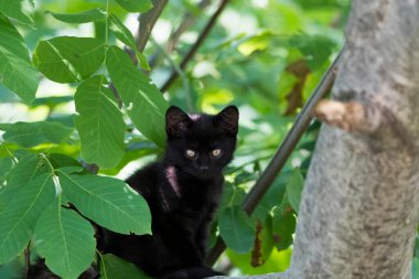 Kedi, yumuşak kürkü, kısa burnu ve geri çekilebilir pençeleri olan evcil etobur bir memelidir. Evcil hayvan olarak ya da fare yakalamak için kullanılır ve birçok cins vardır.