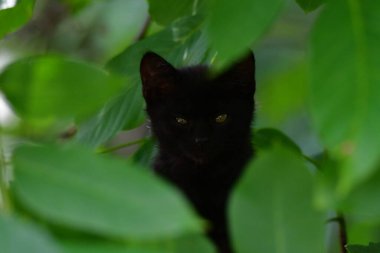 Kedi, yumuşak kürkü, kısa burnu ve geri çekilebilir pençeleri olan evcil etobur bir memelidir. Evcil hayvan olarak ya da fare yakalamak için kullanılır ve birçok cins vardır.