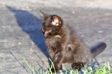 Kedi, yumuşak kürkü, kısa burnu ve geri çekilebilir pençeleri olan evcil etobur bir memelidir. Evcil hayvan olarak ya da fare yakalamak için kullanılır ve birçok cins vardır.