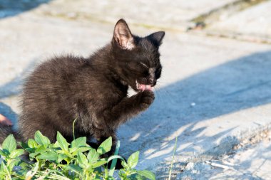 Kedi, yumuşak kürkü, kısa burnu ve geri çekilebilir pençeleri olan evcil etobur bir memelidir. Evcil hayvan olarak ya da fare yakalamak için kullanılır ve birçok cins vardır.