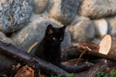 Kedi, yumuşak kürkü, kısa burnu ve geri çekilebilir pençeleri olan evcil etobur bir memelidir. Evcil hayvan olarak ya da fare yakalamak için kullanılır ve birçok cins vardır.