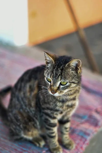 Kočka Malý Domestikovaný Masožravý Savec Měkkou Srstí Krátkým Rypákem Zatahovacími — Stock fotografie