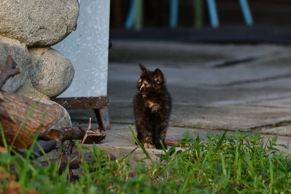 Γάτα Είναι Ένα Μικρό Εξημερωμένο Σαρκοβόρο Θηλαστικό Μαλακή Γούνα Κοντό — Φωτογραφία Αρχείου