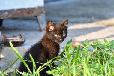 Kedi, yumuşak kürkü, kısa burnu ve geri çekilebilir pençeleri olan evcil etobur bir memelidir. Evcil hayvan olarak ya da fare yakalamak için kullanılır ve birçok cins vardır.