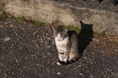 Kedi, yumuşak kürkü, kısa burnu ve geri çekilebilir pençeleri olan evcil etobur bir memelidir. Evcil hayvan olarak ya da fare yakalamak için kullanılır ve birçok cins vardır.