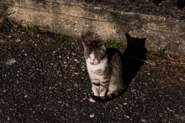 Kedi, yumuşak kürkü, kısa burnu ve geri çekilebilir pençeleri olan evcil etobur bir memelidir. Evcil hayvan olarak ya da fare yakalamak için kullanılır ve birçok cins vardır.