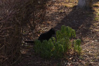 Kedi, yumuşak kürkü, kısa burnu ve geri çekilebilir pençeleri olan evcil etobur bir memelidir. Evcil hayvan olarak ya da fare yakalamak için kullanılır ve birçok cins vardır.