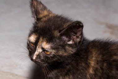 Kedi, yumuşak kürkü, kısa burnu ve geri çekilebilir pençeleri olan evcil etobur bir memelidir. Evcil hayvan olarak ya da fare yakalamak için kullanılır ve birçok cins vardır.