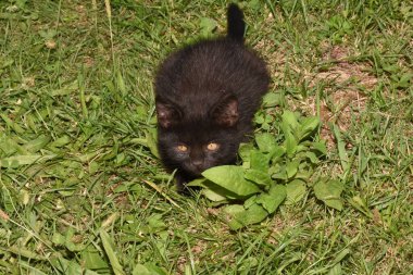 Kedi, yumuşak kürkü, kısa burnu ve geri çekilebilir pençeleri olan evcil etobur bir memelidir. Evcil hayvan olarak ya da fare yakalamak için kullanılır ve birçok cins vardır.