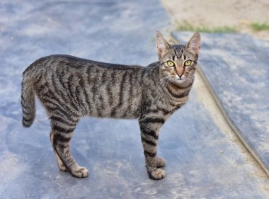 Kedi, yumuşak kürkü, kısa burnu ve geri çekilebilir pençeleri olan evcil etobur bir memelidir. Evcil hayvan olarak ya da fare yakalamak için kullanılır ve birçok cins vardır.