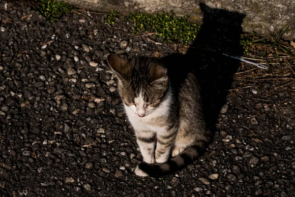 Katten Ett Litet Tama Köttätande Däggdjur Med Mjuk Päls Kort — Stockfoto