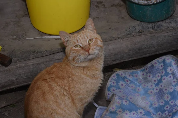 Kot Mały Udomowiony Mięsożerny Ssak Miękki Futro Krótki Pysk Chowany — Zdjęcie stockowe