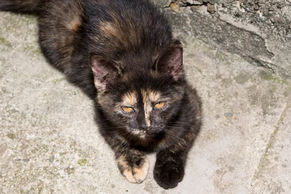 Kedi Yumuşak Kürkü Kısa Burnu Geri Çekilebilir Pençeleri Olan Evcil — Stok fotoğraf