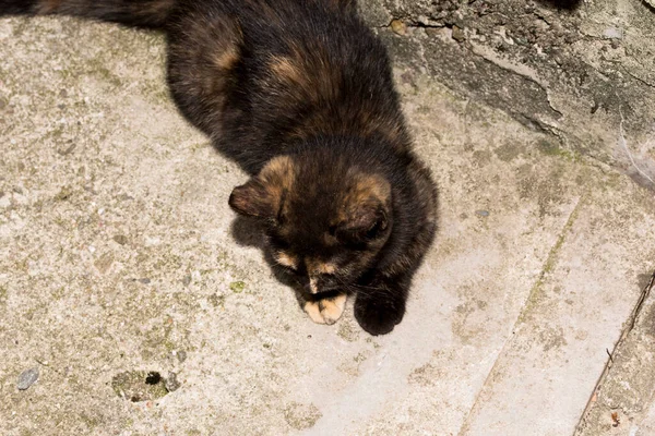Γάτα Είναι Ένα Μικρό Εξημερωμένο Σαρκοβόρο Θηλαστικό Μαλακή Γούνα Κοντό — Φωτογραφία Αρχείου