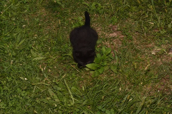 Кіт Невеликий Одомашнений Хижий Ссавець Яким Хутром Короткою Мордою Висувними — стокове фото