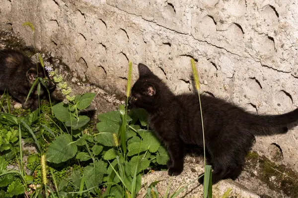 Кіт Невеликий Одомашнений Хижий Ссавець Яким Хутром Короткою Мордою Висувними — стокове фото