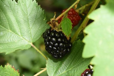 Böğürtlenler önce etli, kırmızı ve ekşidir, olgunlaştığında mor ve tatlıdır. Ormanların kıyısında, ormanlarda, çalılıklarda, çayırlarda, akan sularda, dağlık alanlarda bulunur.