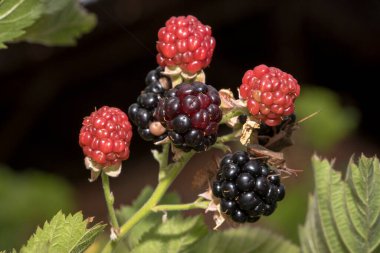 Böğürtlenler önce etli, kırmızı ve ekşidir, olgunlaştığında mor ve tatlıdır. Ormanların kıyısında, ormanlarda, çalılıklarda, çayırlarda, akan sularda, dağlık alanlarda bulunur.