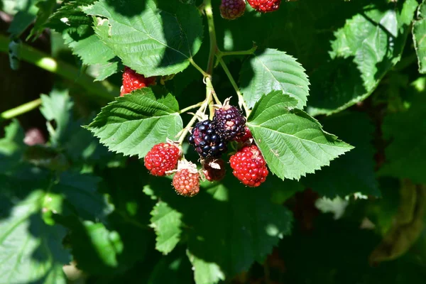 stock image Blackberries are the fruits are fleshy, red and sour at first, purple and sweet when ripe. It is found at the edge of forests, in glades, in bushes, in meadows and along flowing waters, in hilly areas