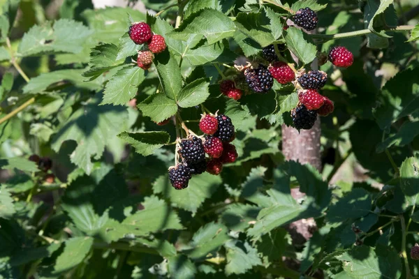 Blackberries Fruits Fleshy Red Sour First Purple Sweet Ripe Found — Stock Photo, Image