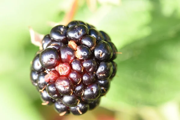 블랙베리는 열매가 신맛이 익으면 보라색이고 달콤하다 가장자리 흐르는 지역에서 — 스톡 사진