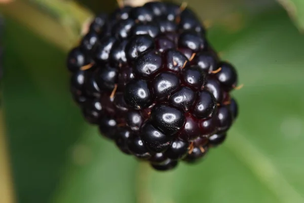 ブラックベリーは 果実が最初に肉質で 赤と酸味があり 熟すと紫と甘いです それは 丘陵地帯で 森の端 グレーズ 牧草地 流れる水に沿って発見されます — ストック写真