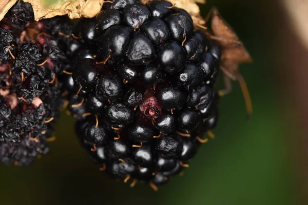 黑莓是果实的肉质 一开始是红色和酸的 成熟时是紫色和甜的 在森林的边缘 在沼泽地 在灌木丛中 在草地上 在流动的水面上 在多山的地区 都能找到它 — 图库照片