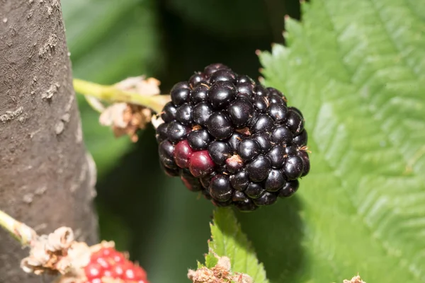 ブラックベリーは 果実が最初に肉質で 赤と酸味があり 熟すと紫と甘いです それは 丘陵地帯で 森の端 グレーズ 牧草地 流れる水に沿って発見されます — ストック写真