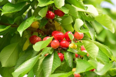 Kiraz, kiraz ağacının yenilebilir meyvesidir. Küre şeklinde bir taşı olan etli bir meyvedir. Genellikle koyu kırmızıdan siyaha, mayıstan ağustosa kadar kirazlar toplanır.