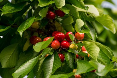 Kiraz, kiraz ağacının yenilebilir meyvesidir. Küre şeklinde bir taşı olan etli bir meyvedir. Genellikle koyu kırmızıdan siyaha, mayıstan ağustosa kadar kirazlar toplanır.