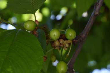 Kiraz, kiraz ağacının yenilebilir meyvesidir. Küre şeklinde bir taşı olan etli bir meyvedir. Genellikle koyu kırmızıdan siyaha, mayıstan ağustosa kadar kirazlar toplanır.