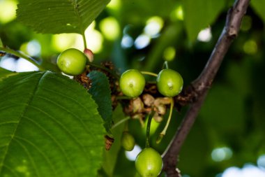 Kiraz, kiraz ağacının yenilebilir meyvesidir. Küre şeklinde bir taşı olan etli bir meyvedir. Genellikle koyu kırmızıdan siyaha, mayıstan ağustosa kadar kirazlar toplanır.